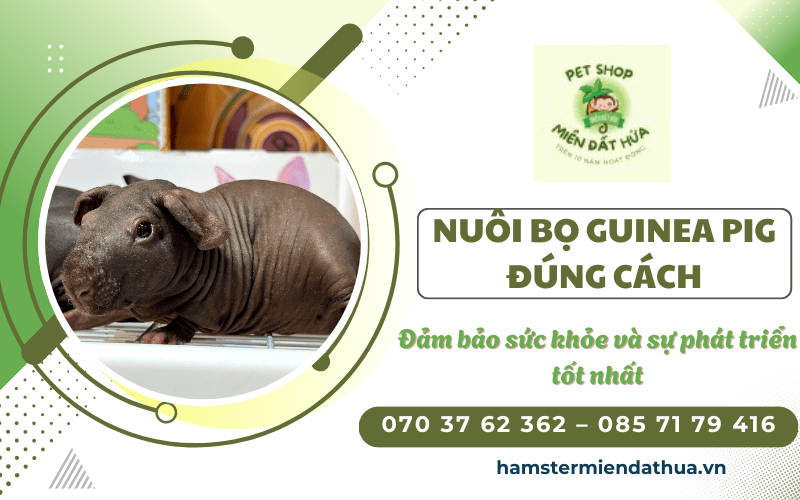 bọ Guinea Pig