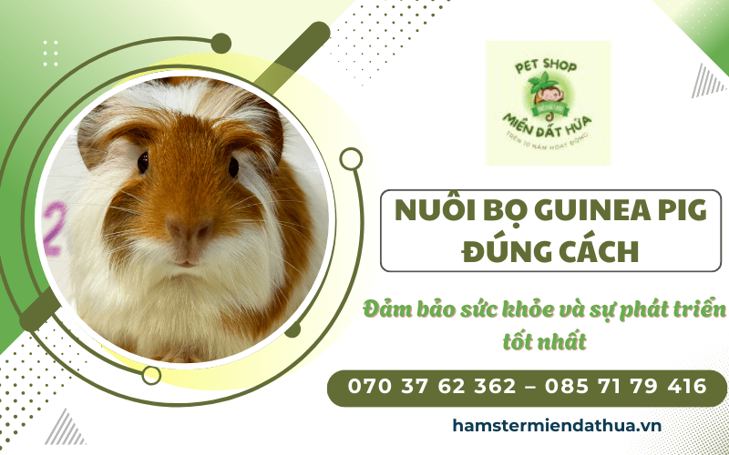 bọ Guinea Pig