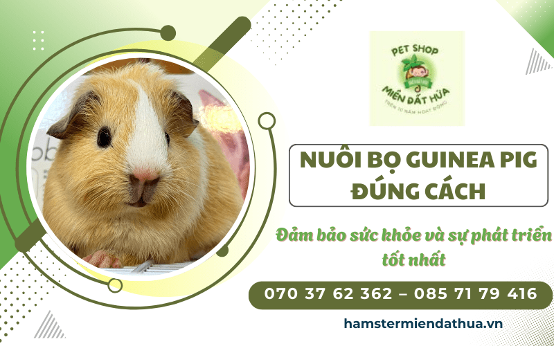 bọ Guinea Pig