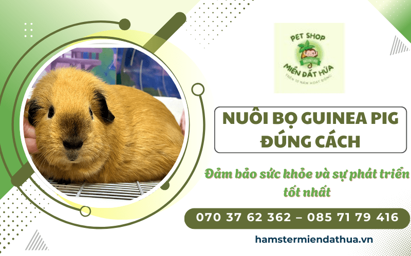 bọ Guinea Pig