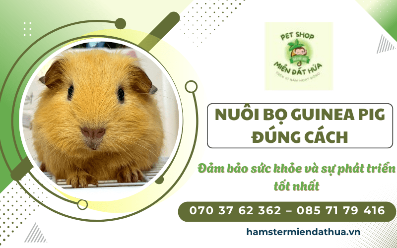 bọ Guinea Pig