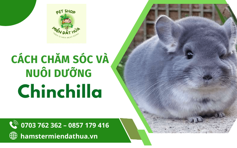 chuột chinchilla
