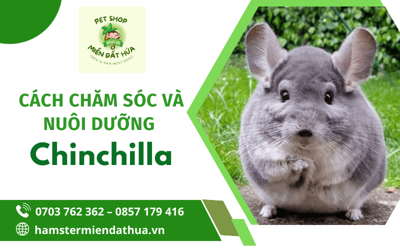 chuột chinchilla