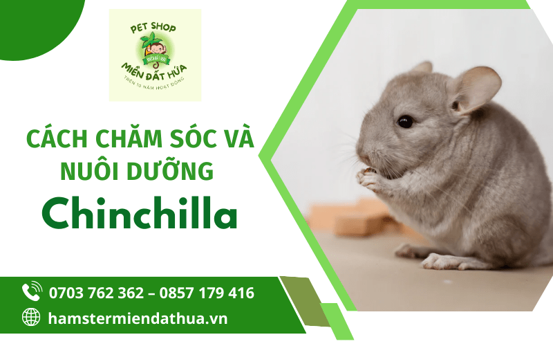 chuột chinchilla