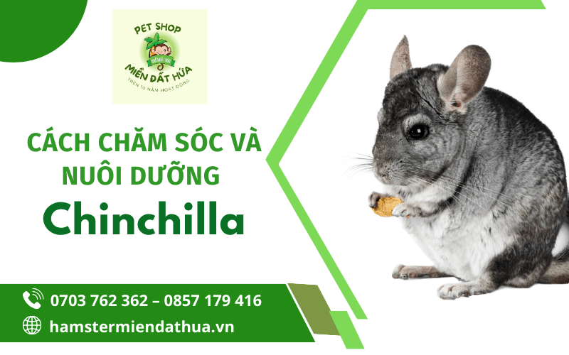 chuột chinchilla