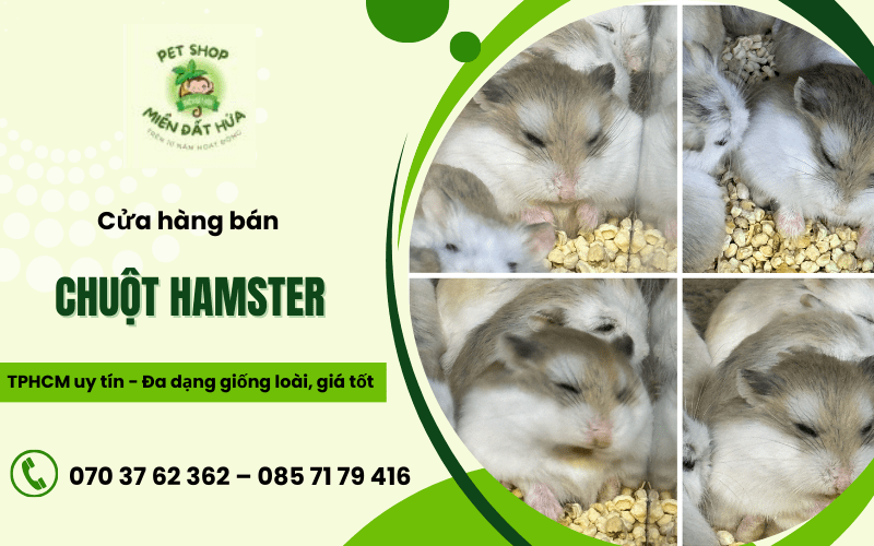 chuột Hamster HCM