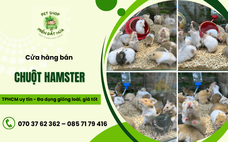 chuột Hamster HCM