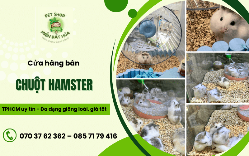 chuột Hamster HCM