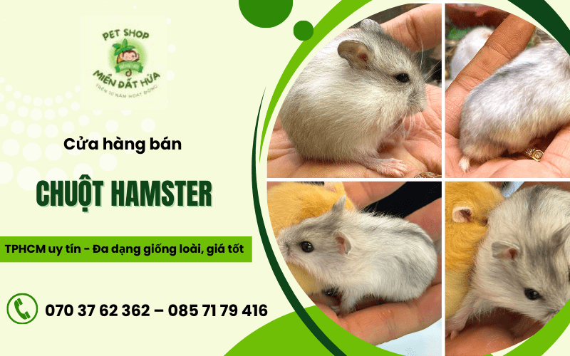 chuột Hamster HCM