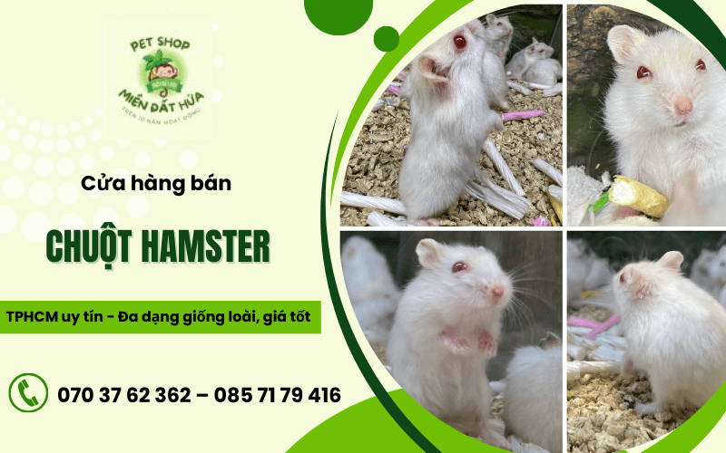 chuột Hamster HCM