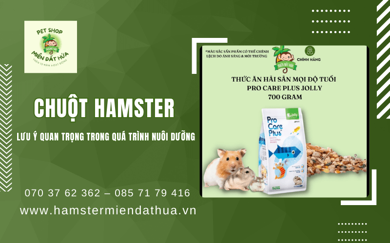 chuột Hamster