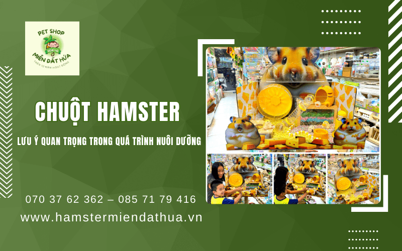 chuột Hamster