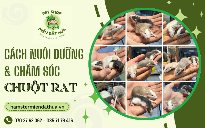 chuột Rat