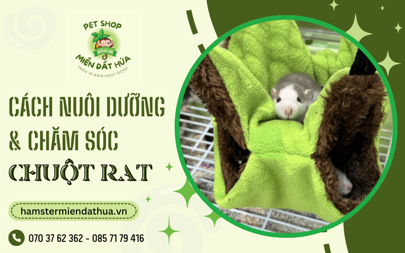 chuột Rat