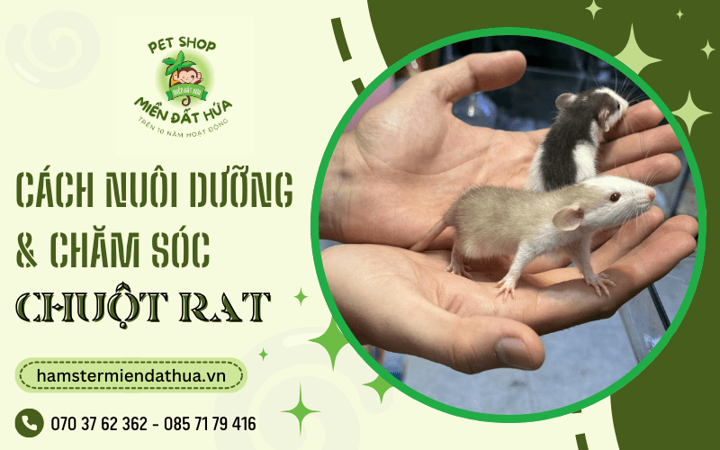 chuột Rat