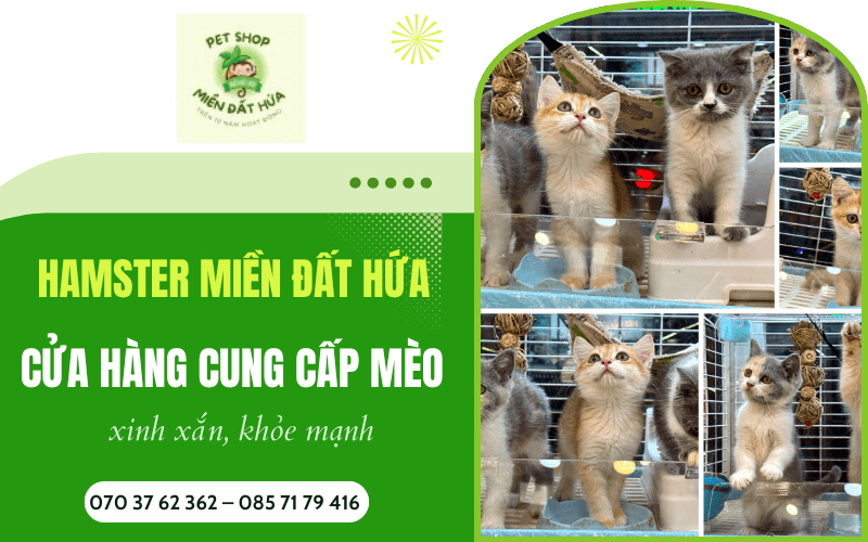 Cửa hàng cung cấp mèo