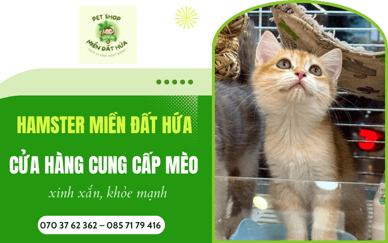 Cửa hàng cung cấp mèo