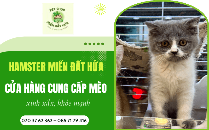 Cửa hàng cung cấp mèo