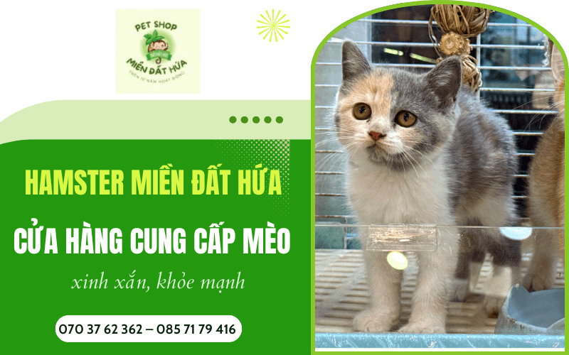 Cửa hàng cung cấp mèo