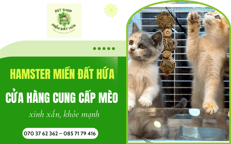 Cửa hàng cung cấp mèo