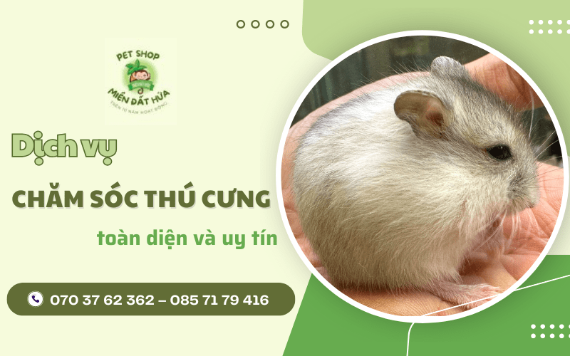 dịch vụ chăm sóc thú cưng