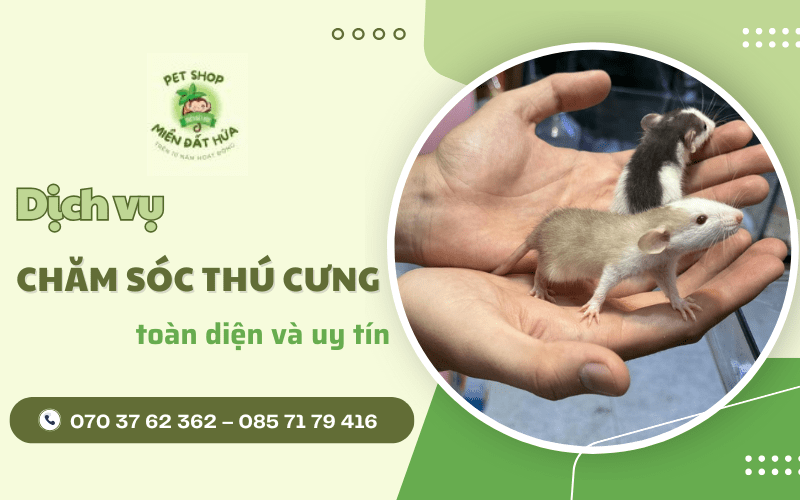 dịch vụ chăm sóc thú cưng