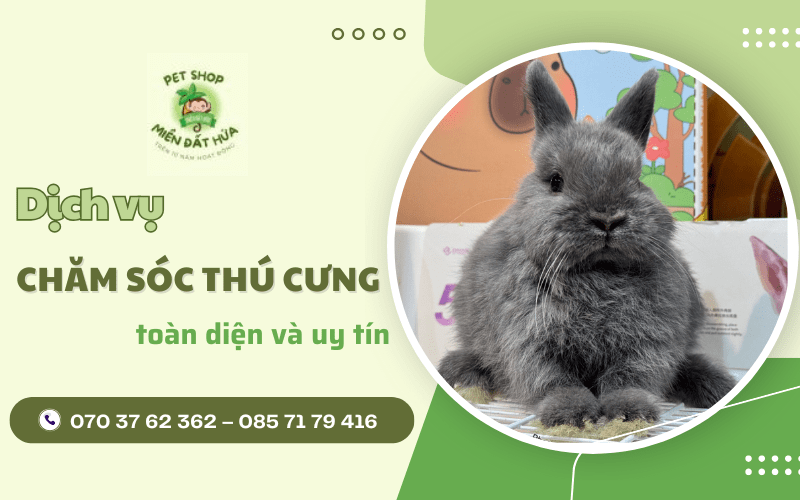 dịch vụ chăm sóc thú cưng