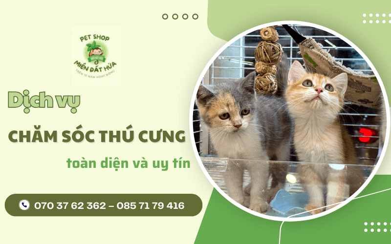 dịch vụ chăm sóc thú cưng