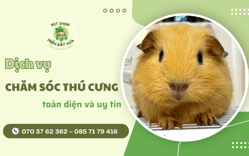 dịch vụ chăm sóc thú cưng