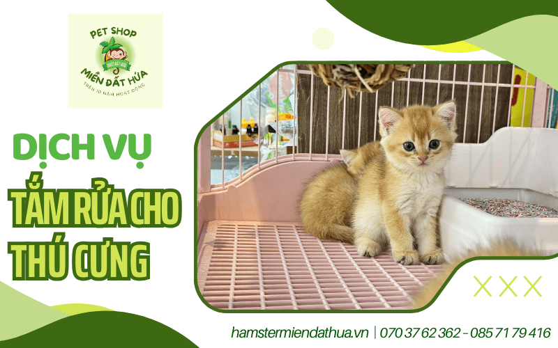 dịch vụ tắm rửa cho thú cưng