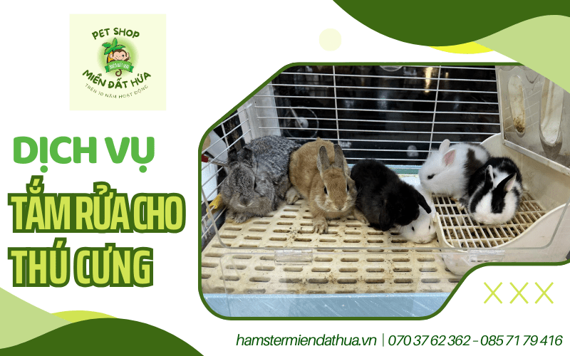 dịch vụ tắm rửa cho thú cưng