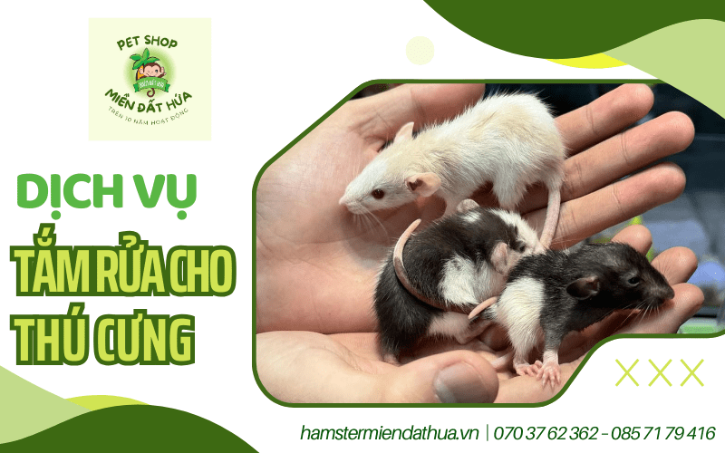 dịch vụ tắm rửa cho thú cưng