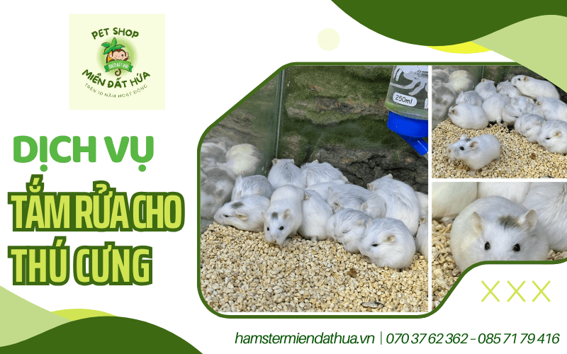 dịch vụ tắm rửa cho thú cưng