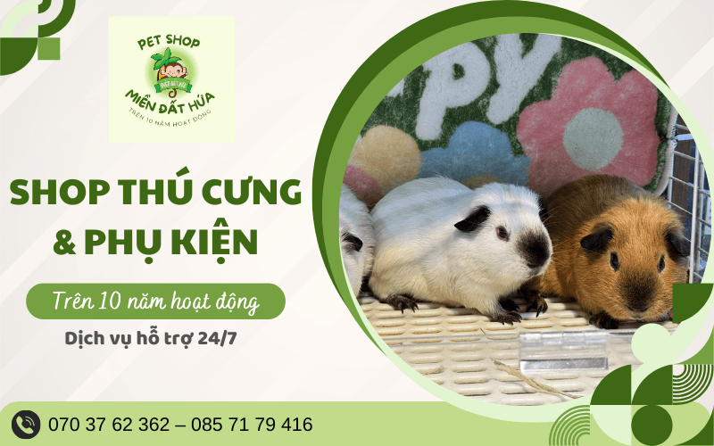 Pet shop Miền Đất Hứa