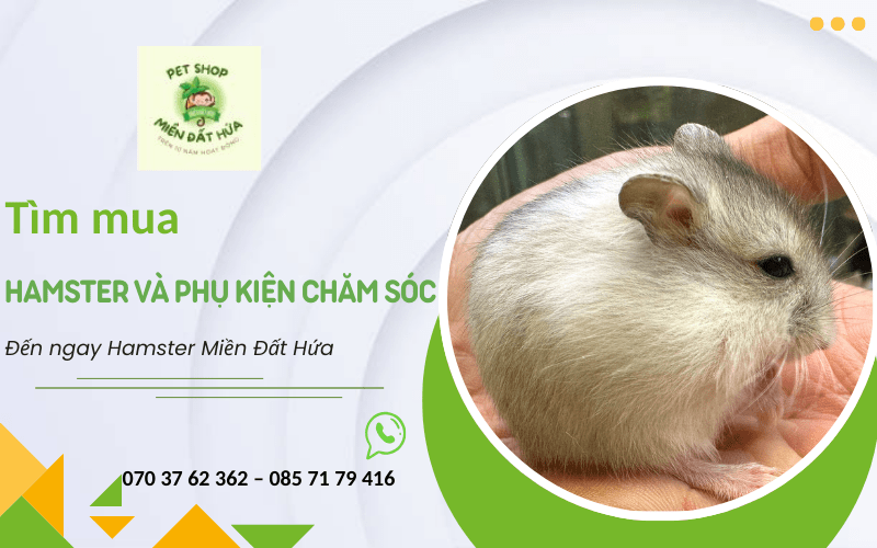 hamster và phụ kiện chăm sóc