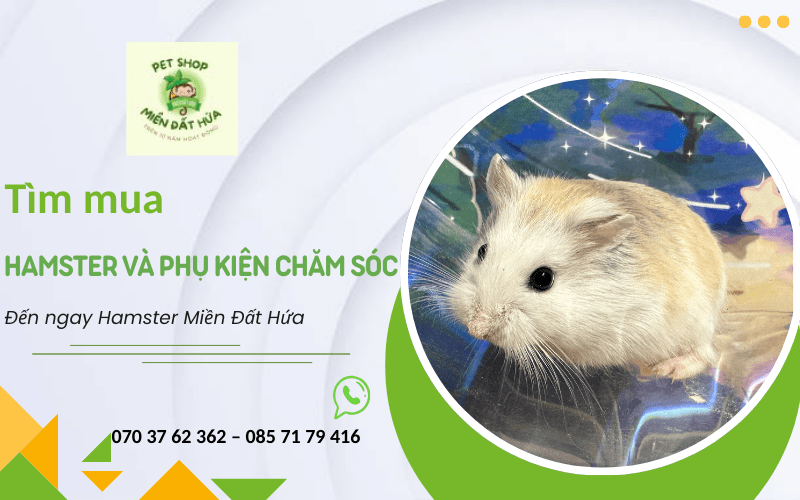 hamster và phụ kiện chăm sóc