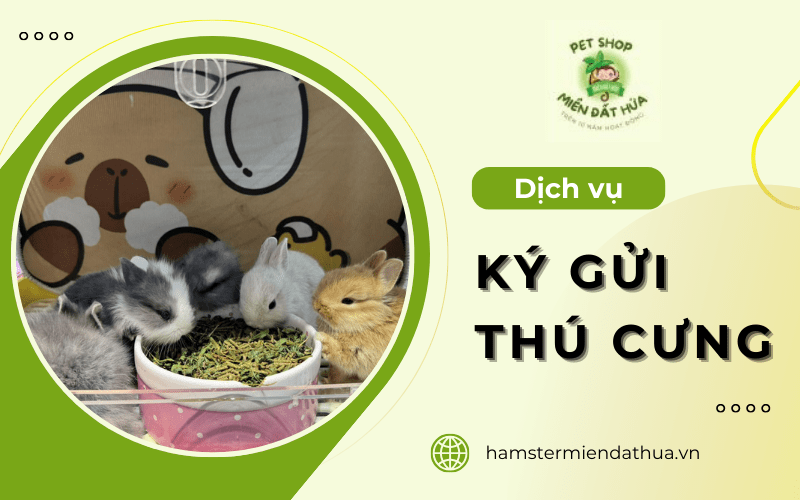 dịch vụ ký gửi thú cưng