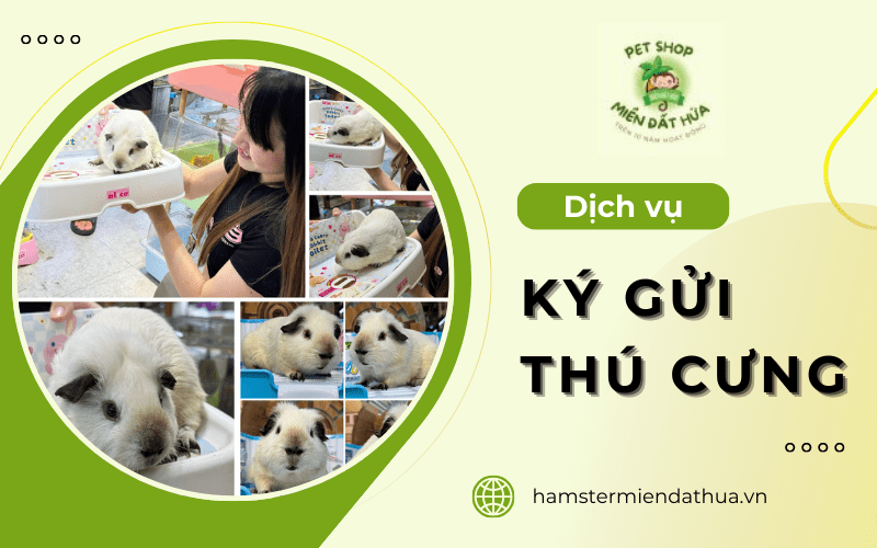 dịch vụ ký gửi thú cưng