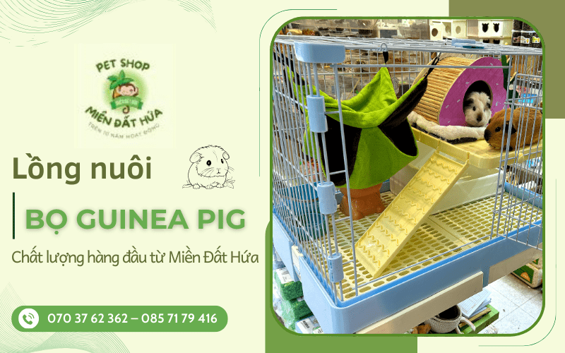 lồng nuôi bọ Guinea Pig