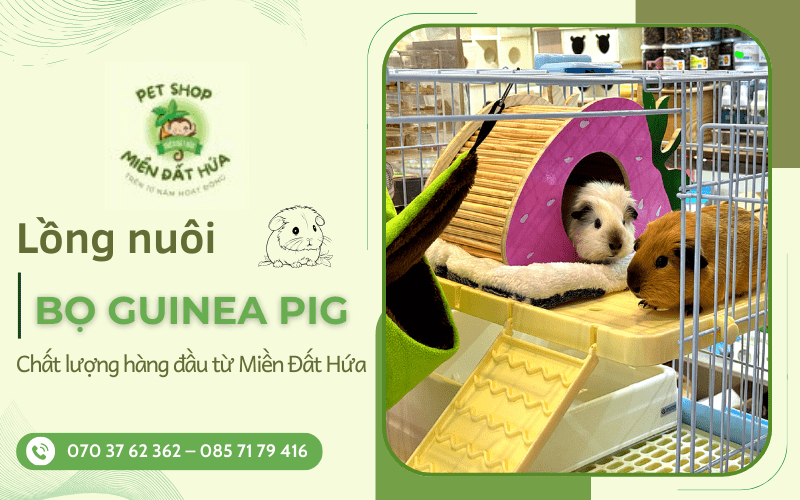 lồng nuôi bọ Guinea Pig