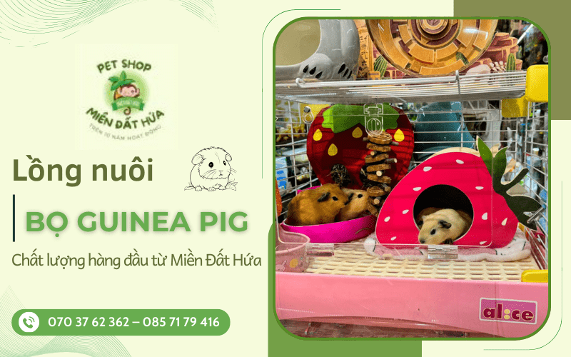 lồng nuôi bọ Guinea Pig