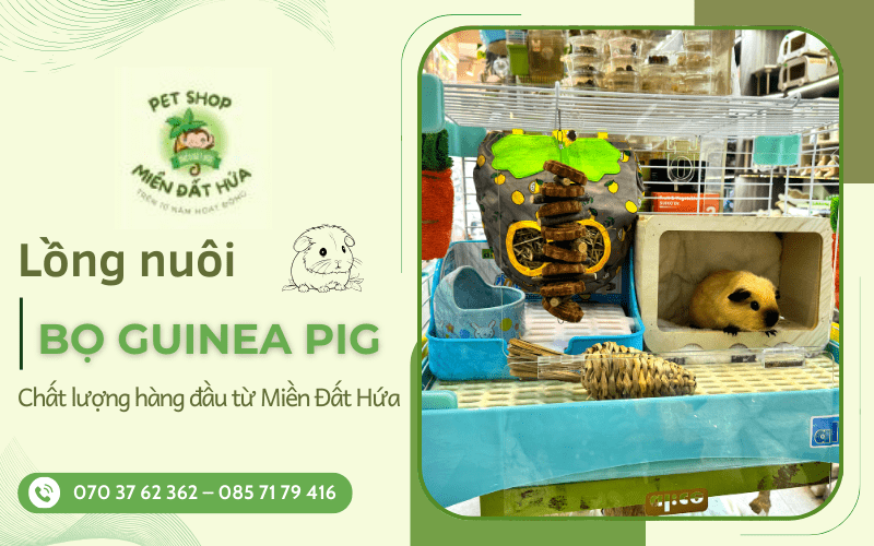 lồng nuôi bọ Guinea Pig