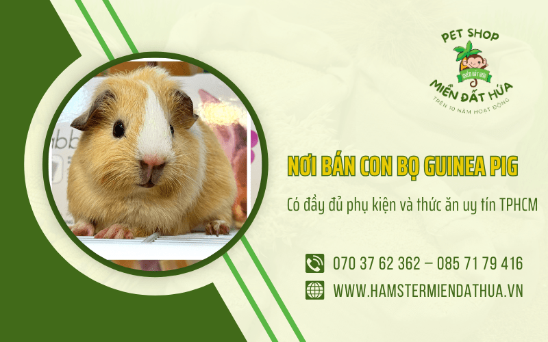 con bọ Guinea Pig