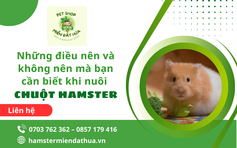 nuôi chuột hamster