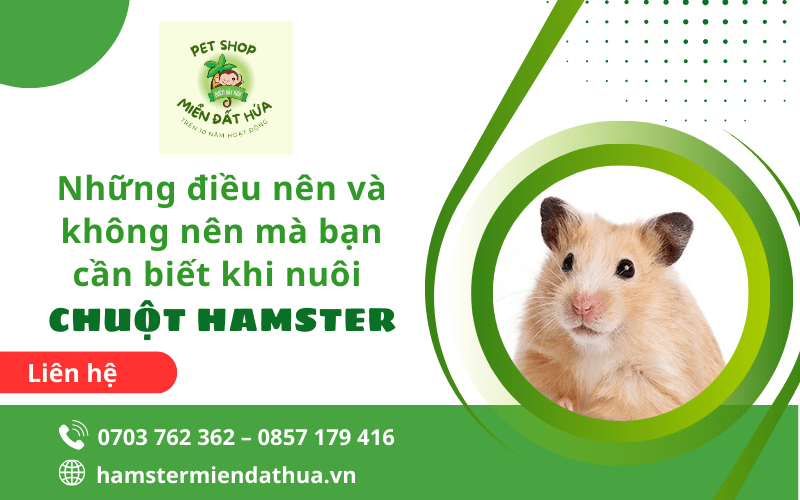 nuôi chuột hamster