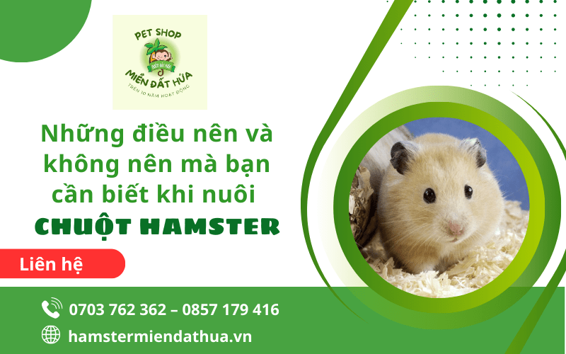 nuôi chuột hamster