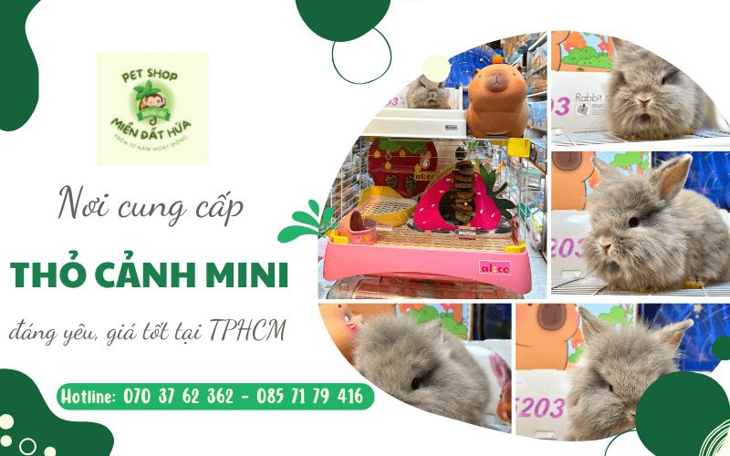 thỏ cảnh mini