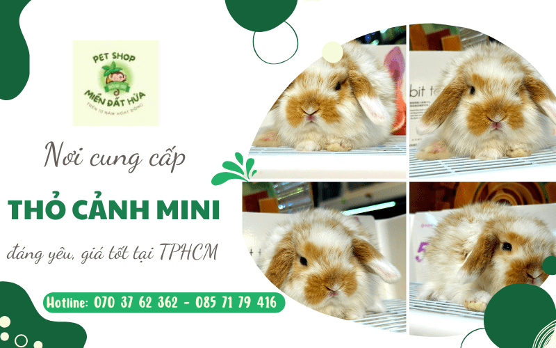 thỏ cảnh mini