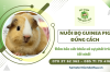 Nuôi bọ Guinea Pig đúng cách - Đảm bảo sức khỏe và sự phát triển tốt nhất 