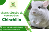 Chia sẻ cách chăm sóc và nuôi dưỡng chuột Chinchilla
